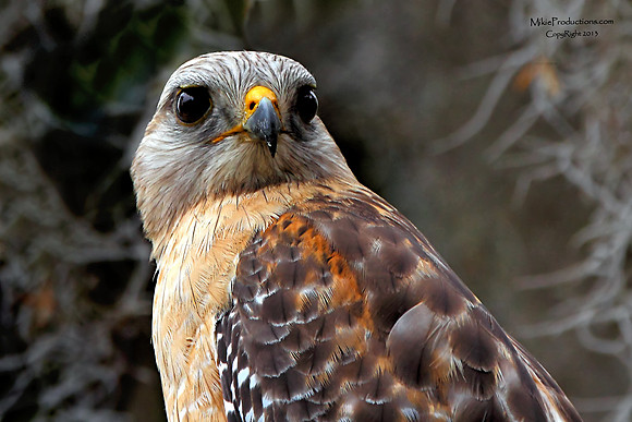 Red Shouldered Hawk