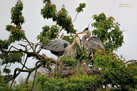 Great Blue Heron, Rookery, St Johns River, Ocala National Forest, Florida