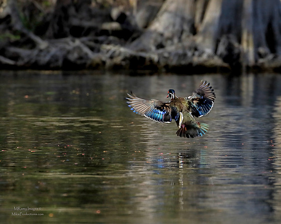Wood Duck