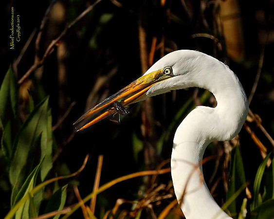 Egret