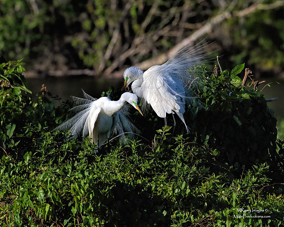 Egret, St Johns River Florida