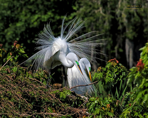 Egret, Rookery, St Johns River Florida