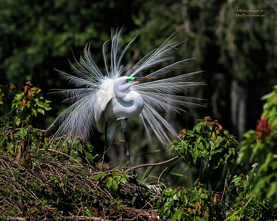 Egret, Rookery, St Johns River Florida