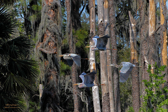 Great Blue Heron