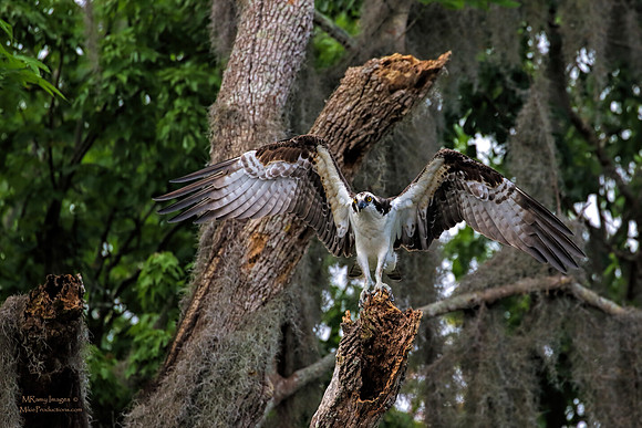 Osprey, St Johns River Florida, Ocala National Forest
