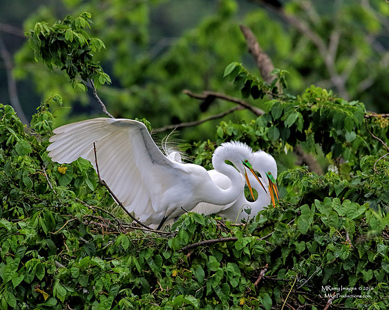 Egret, (Ocala National Forest), (St Johns River)