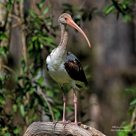 Ibis, Juvenile, Ocklawaha River Florida, St Johns River