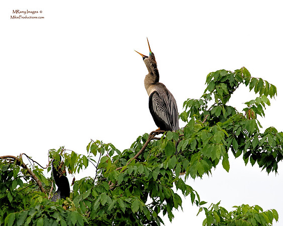 Anhinga, St Johns River, Ocala National Forest Wildlife