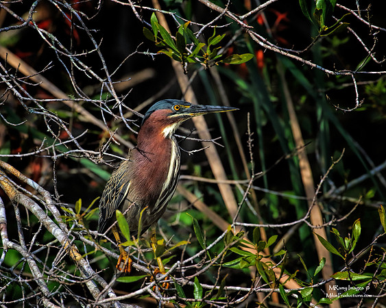 Green Heron, St Johns River, Ocala National Forrest, Salt Springs