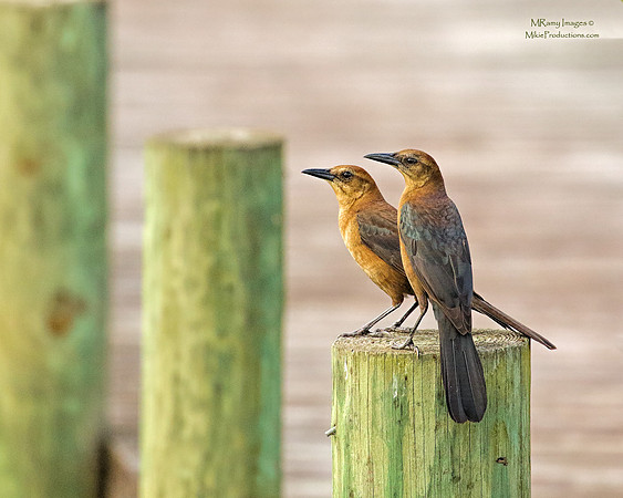 (Boat-Tailed Grackle), (Ocala National Forest), (St Johns River Florida)