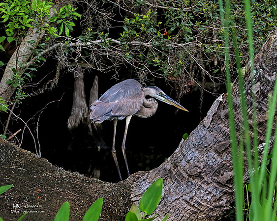 Great Blue Heron, St Johns River