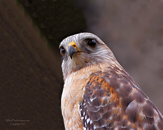 Red Shouldered Hawk