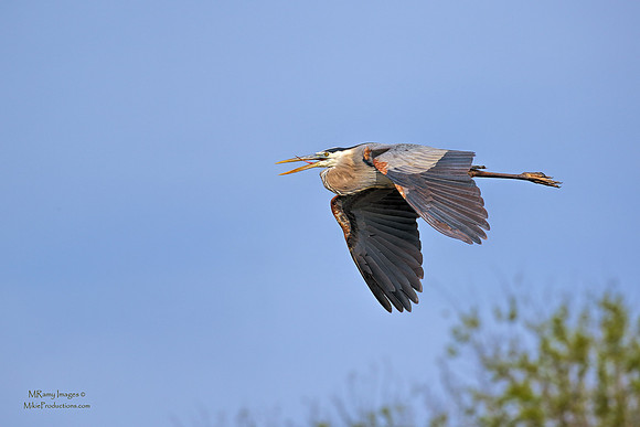 Great Blue Heron, St Johns River Florida