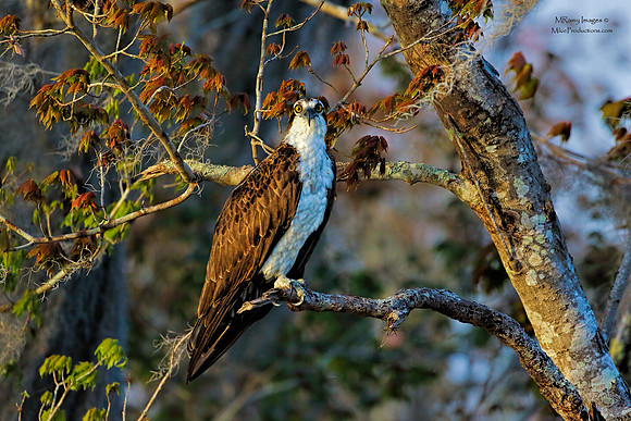 Osprey, St Johns River Florida, Ocala National Forest