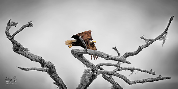 Digital Art, Eagle