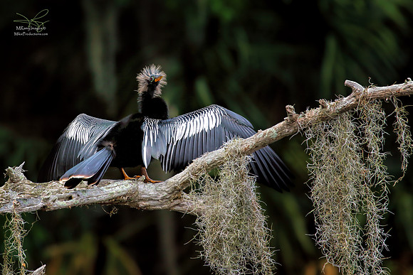 Anhinga, St Johns River, Ocala National Forest, Florida Spring Break Tour