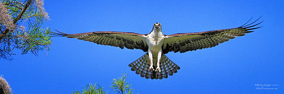Osprey