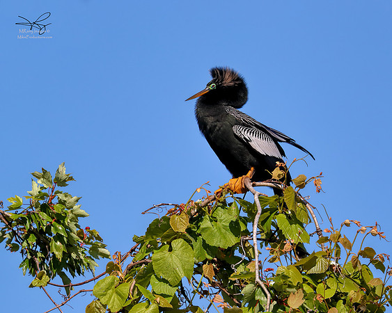 Anhinga, St Johns River, Ocala National Forest, Florida Spring Break Tour