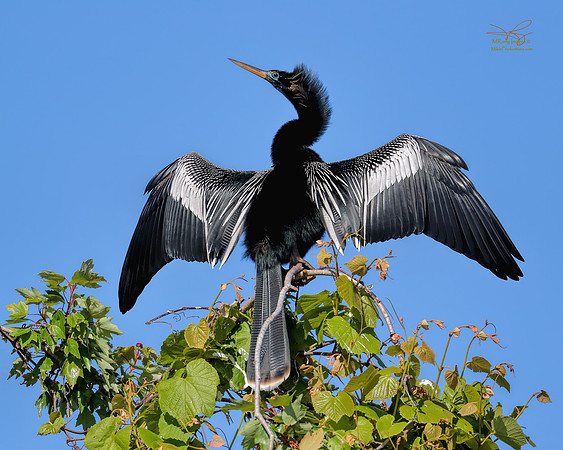 Anhinga, St Johns River, Ocala National Forest, Florida Spring Break Tour