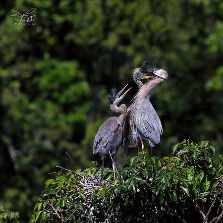 Great Blue Heron, Rookery, St Johns River, Ocala National Forest, Florida