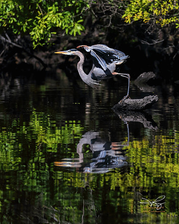 Great Blue Heron, Rookery, St Johns River, Ocala National Forest, Florida