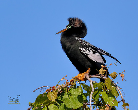 Anhinga, St Jons River, Ocala National Forest, Florida Spring Break Tour