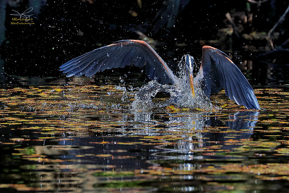 Great Blue Heron, Rookery, St Johns River, Ocala National Forest, Florida