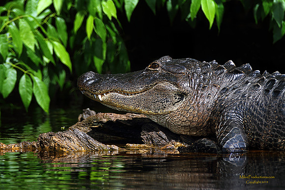 Alligator Portrait