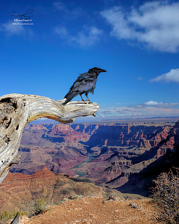 Raven, Grand Canyon, National Park