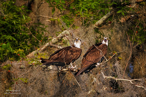 Osprey