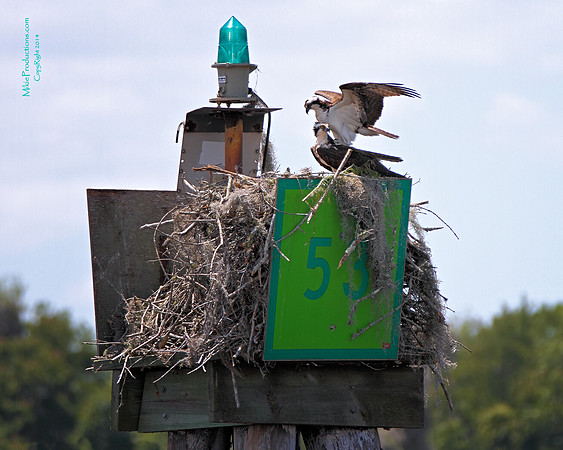 Osprey