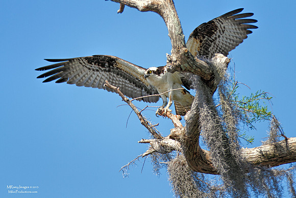 Osprey