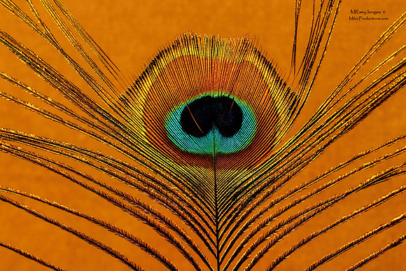 Digital Art, Peacock Feather