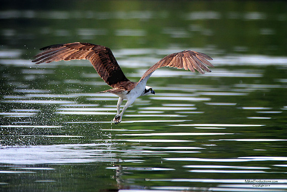 Osprey
