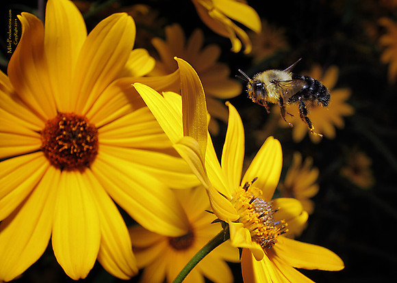 Bumble Bee, Sun Flower
