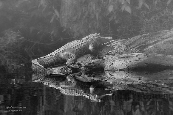 Florida Alligator