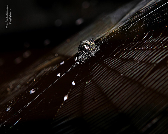 Kite Spider