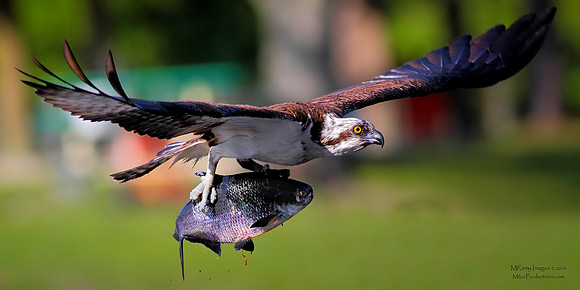 Osprey