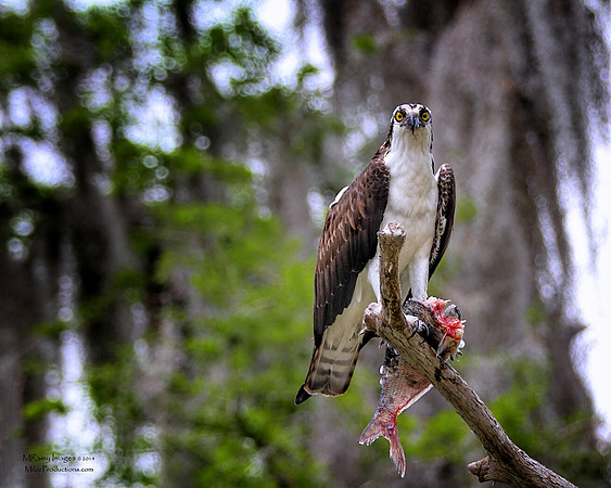 Osprey