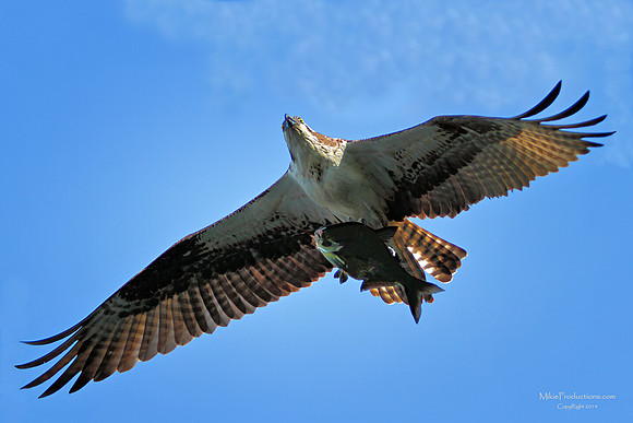 Osprey