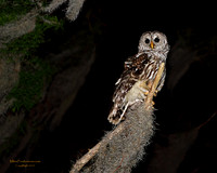 Owls / Hawks / Kingfisher / Kites