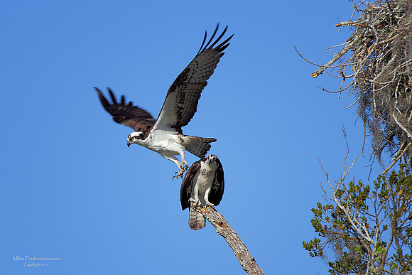 Osprey
