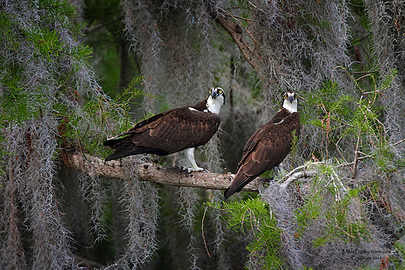Osprey (mating pair)