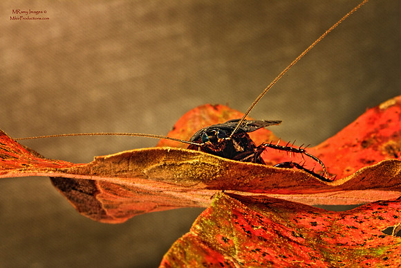 Roach
