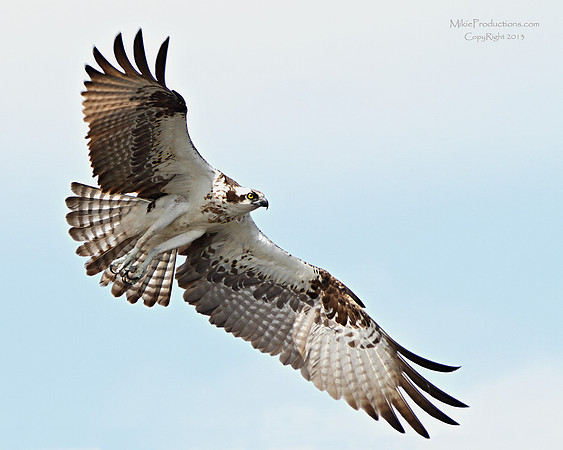 Osprey