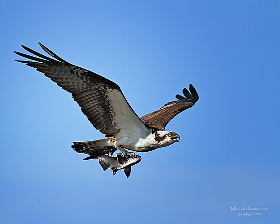 Osprey with Carp