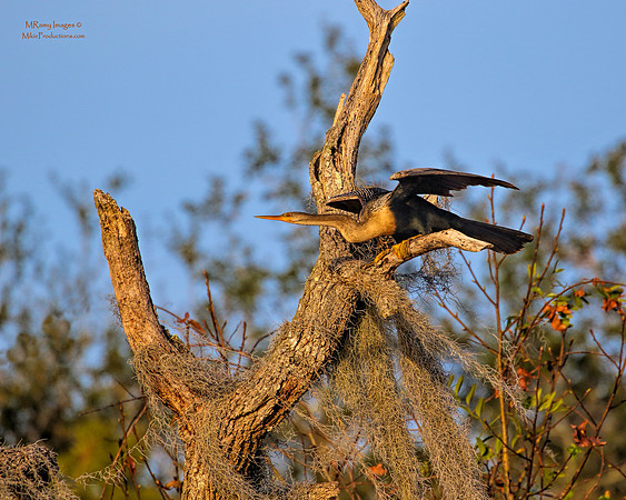 Anhinga, St Johns River, Ocala National Forest, Florida Wildlife