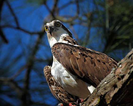 Osprey