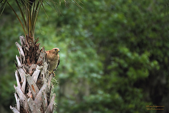 Red Shouldered Hawk