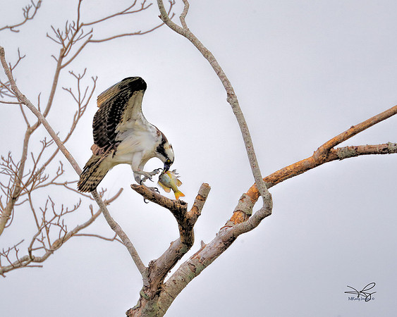 'Osprey with Fish'